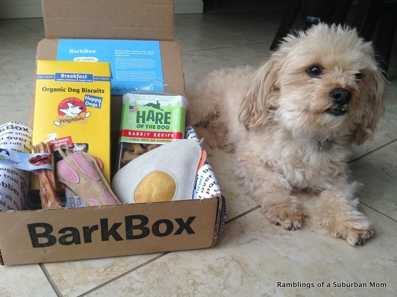 Baxter and his Barkbox